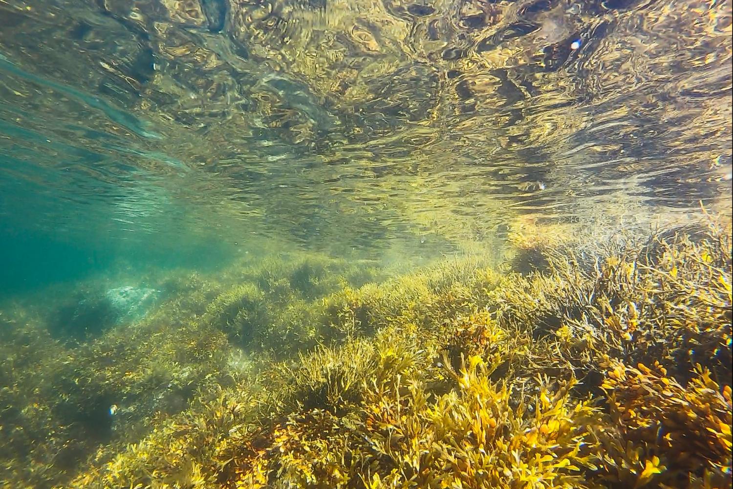 seaweed